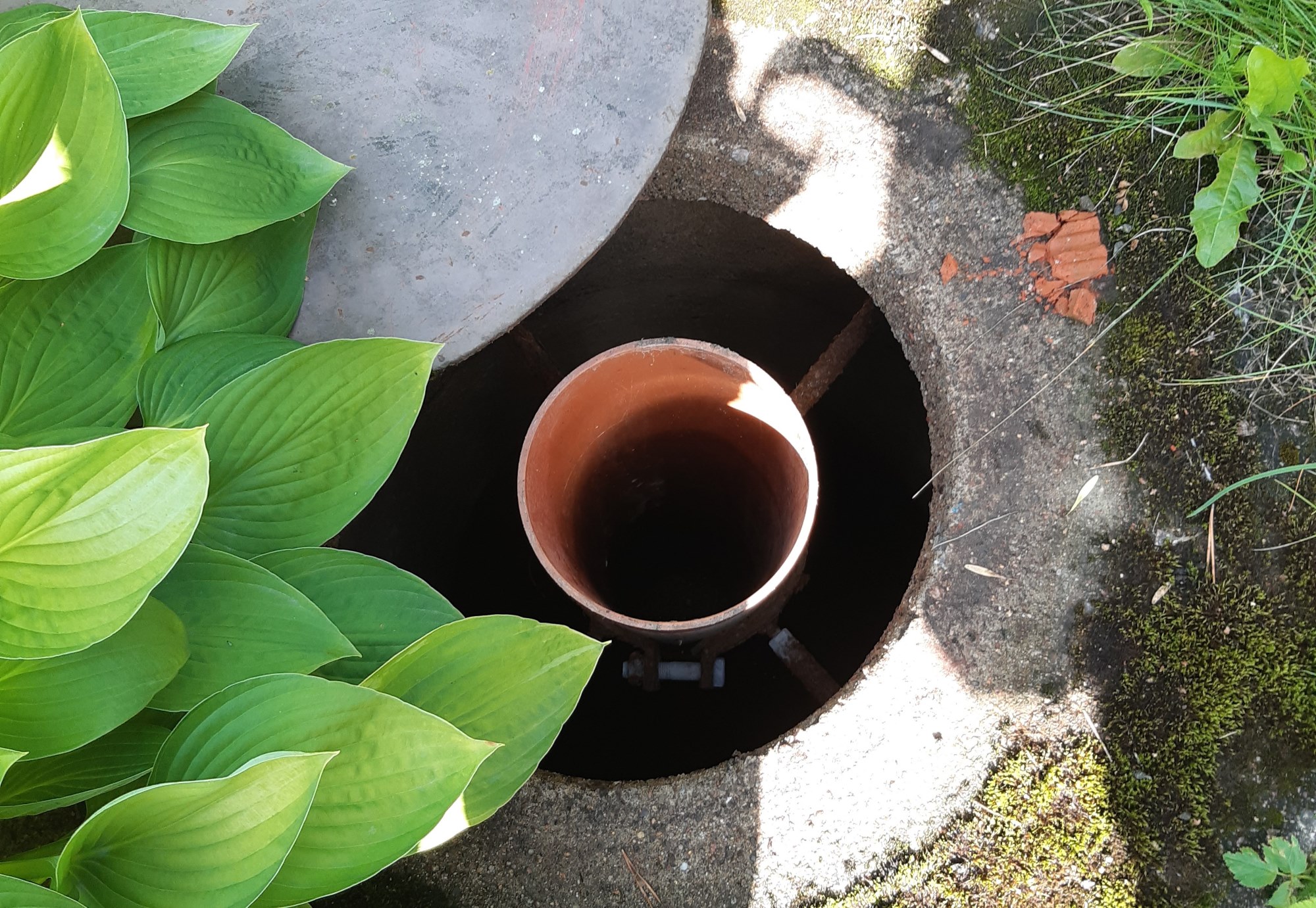 Sakokaivo maassa, kasvillisuutta.